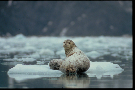 Glacier Bay 07