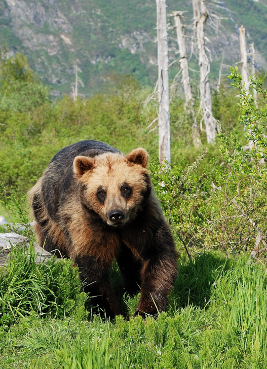 Anchorage Brown Bear JodyO.Photo