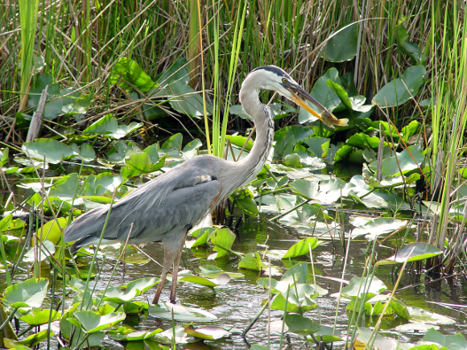 Everglades NP 01