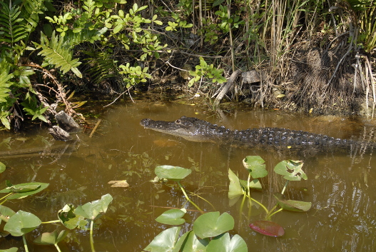 Everglades NP 02