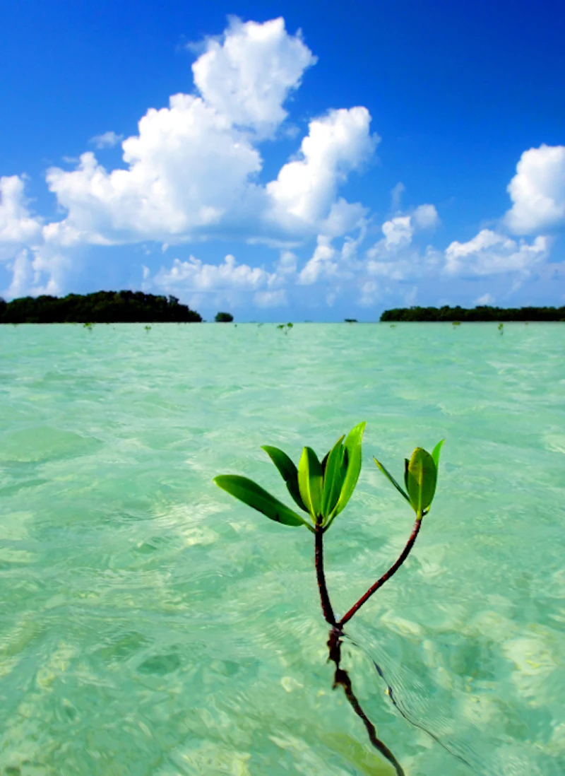Florida Keys 01