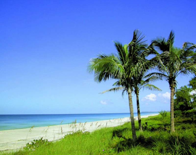 Fort Myers BEACH PALMS