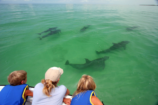 Key Largo dolphins 1644