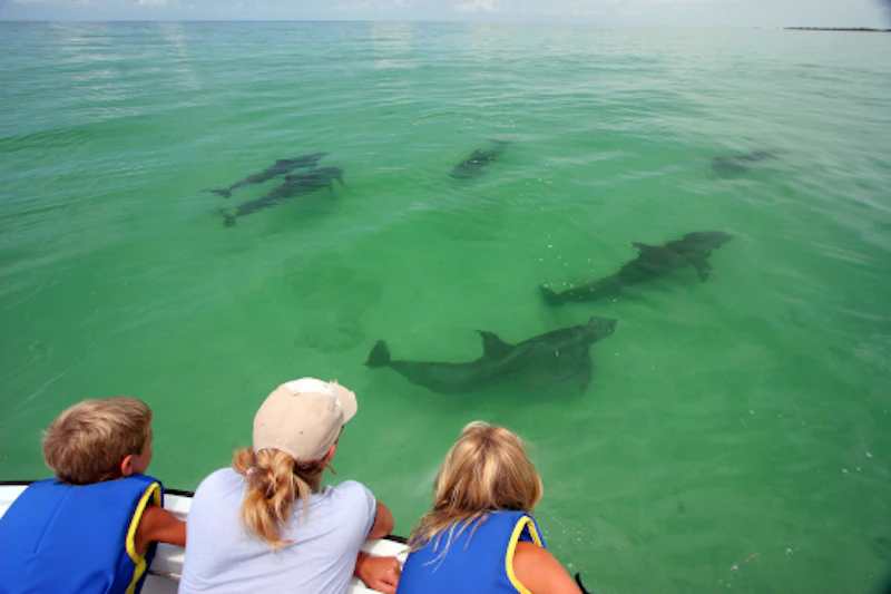 Key Largo dolphins 1644