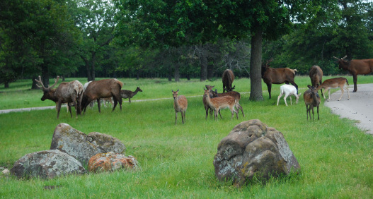 Bartlesville Woolaroc Ranch OK 8964