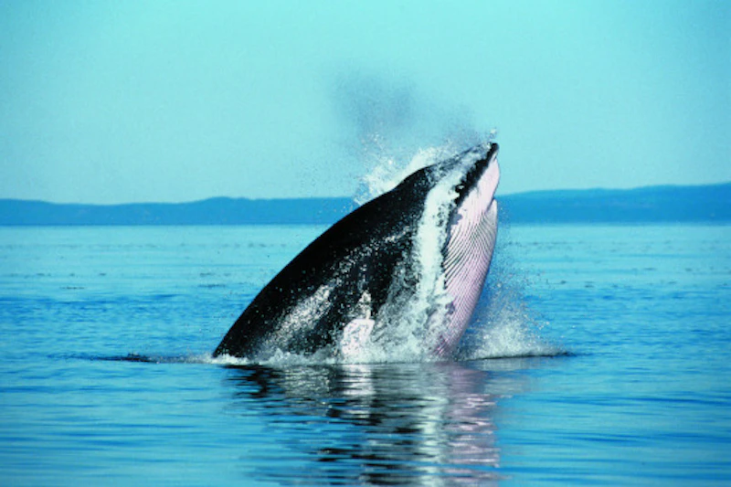 LawrenceQm 0232Whale in the St. Ursula Tscherter ORES
