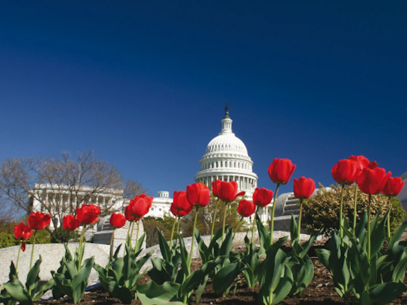 Washington DC Capitol 2