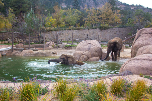 Cheyenne Mountain Zoo Elephants