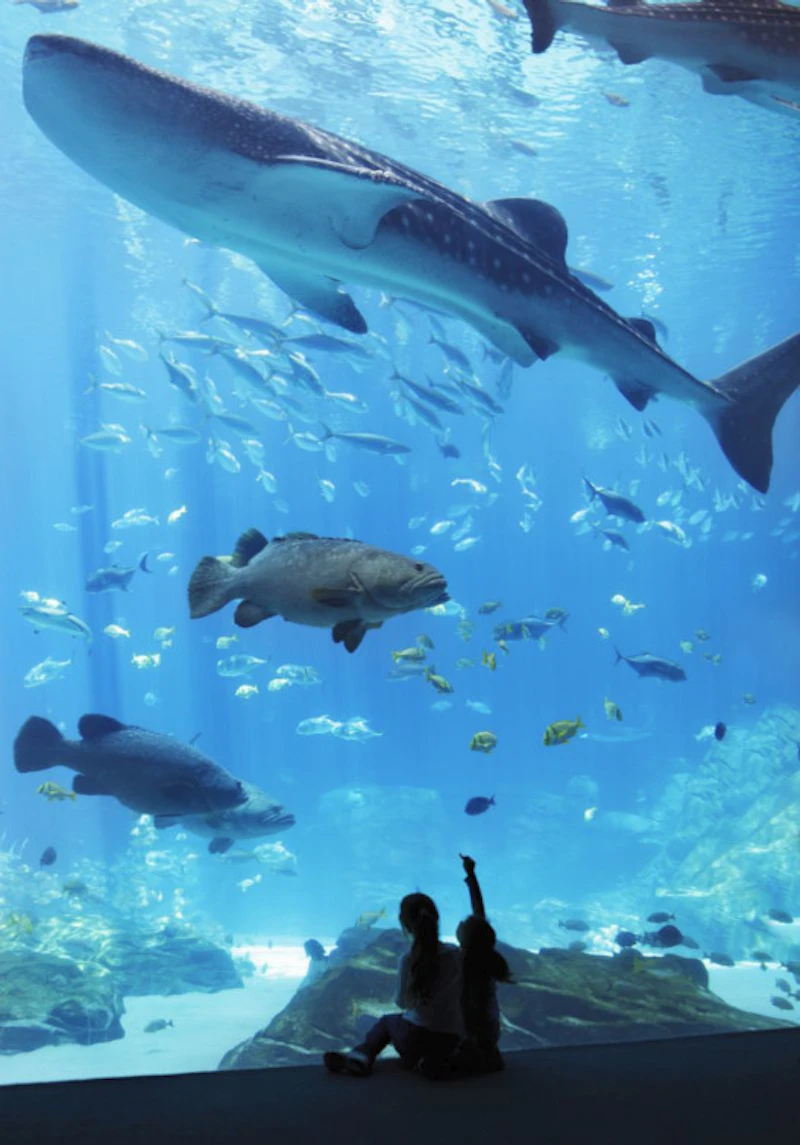 Atlanta Aquarium ATL CVB
