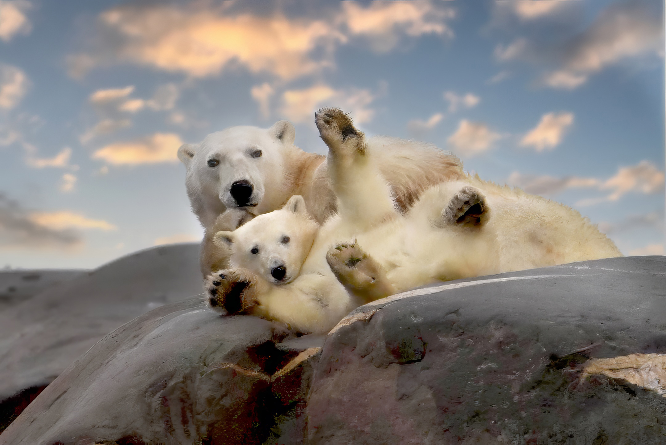 Eisbaeren 2 Manitoba