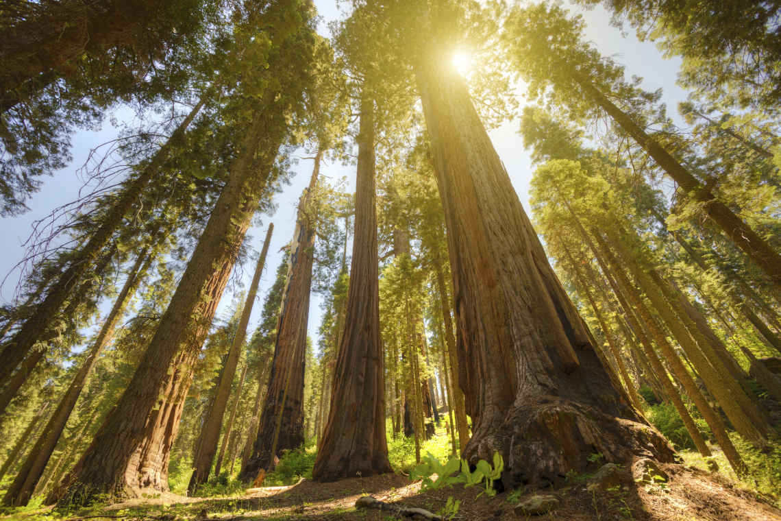 Sequoia NP1