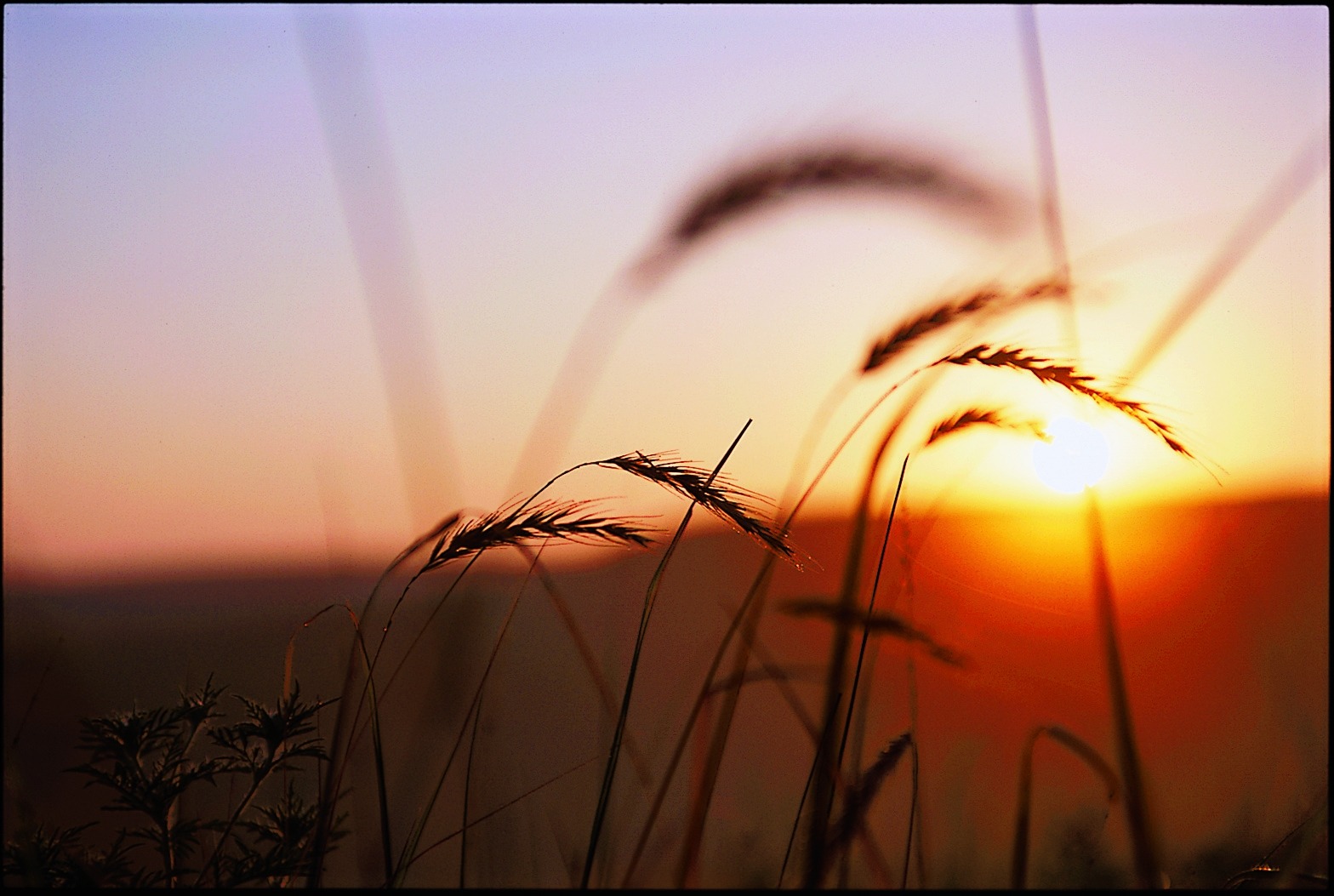 Wheat2