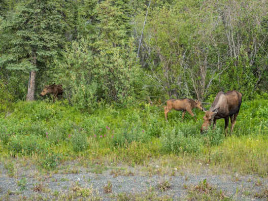 Ruby Range - Yukon River - Elche