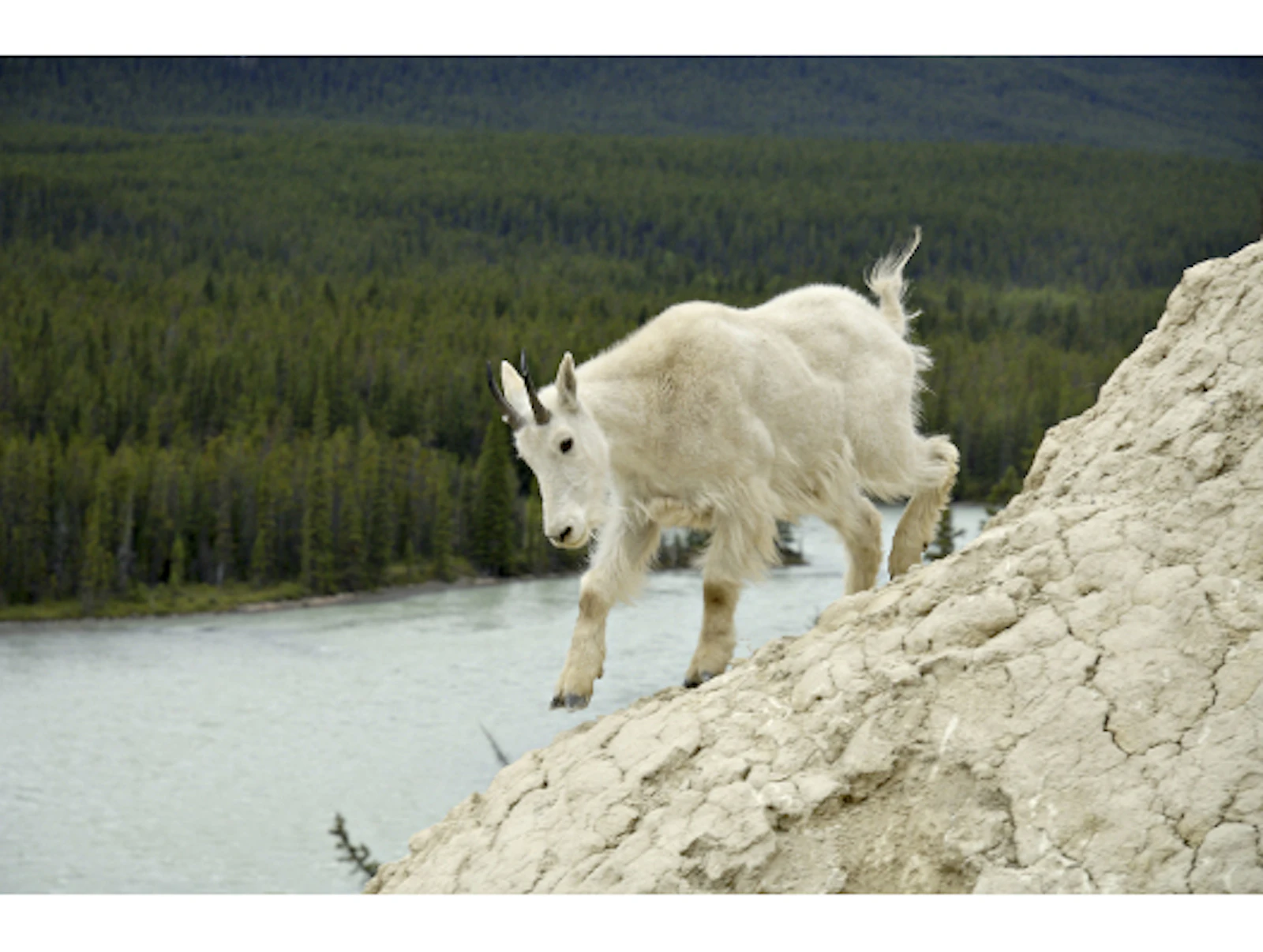 Jasper N.P. 1