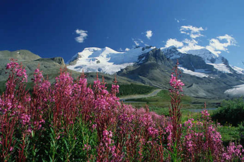 Jasper N.P. 2