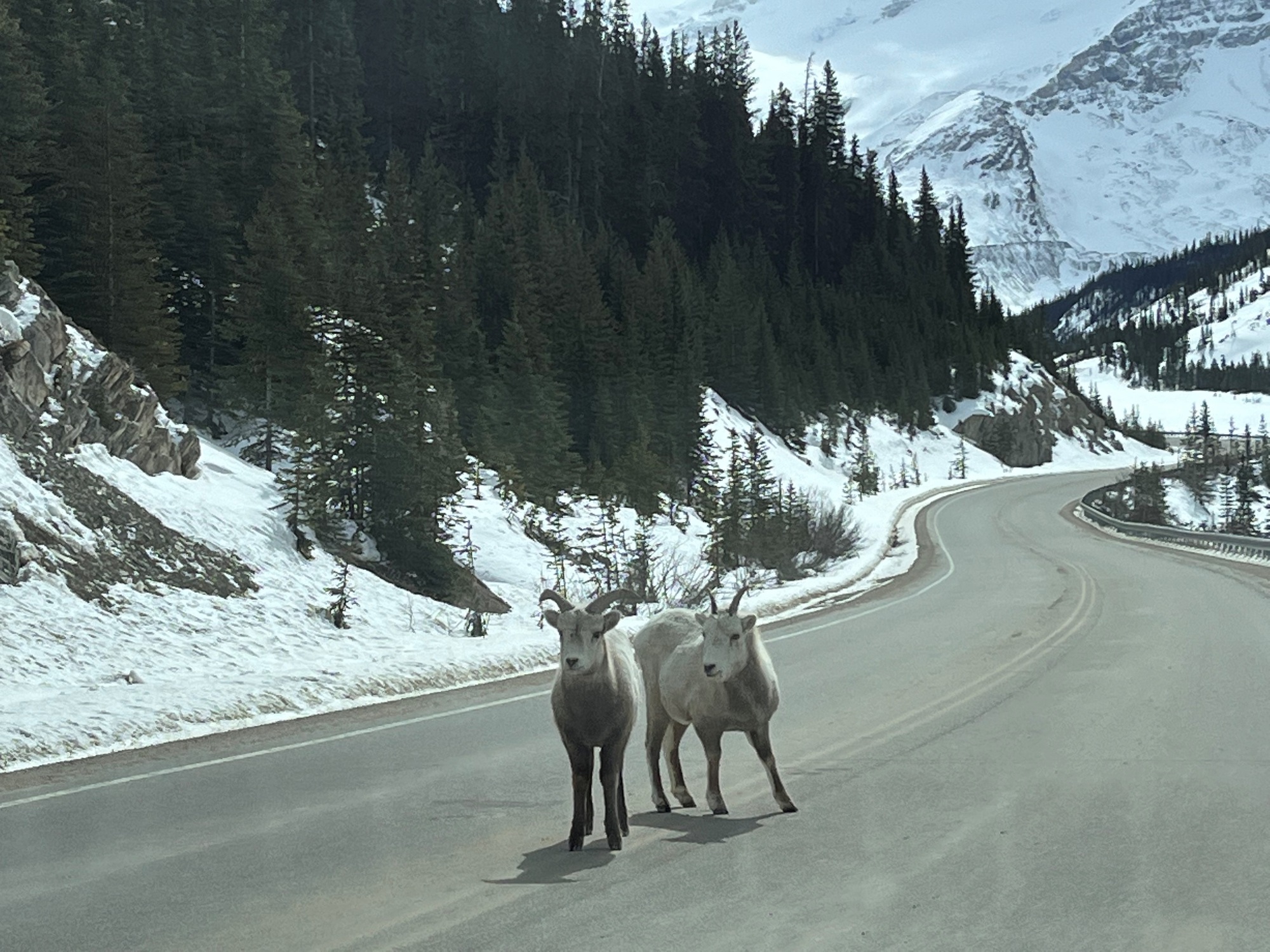 Allgemein - Straße Ziegen Winter