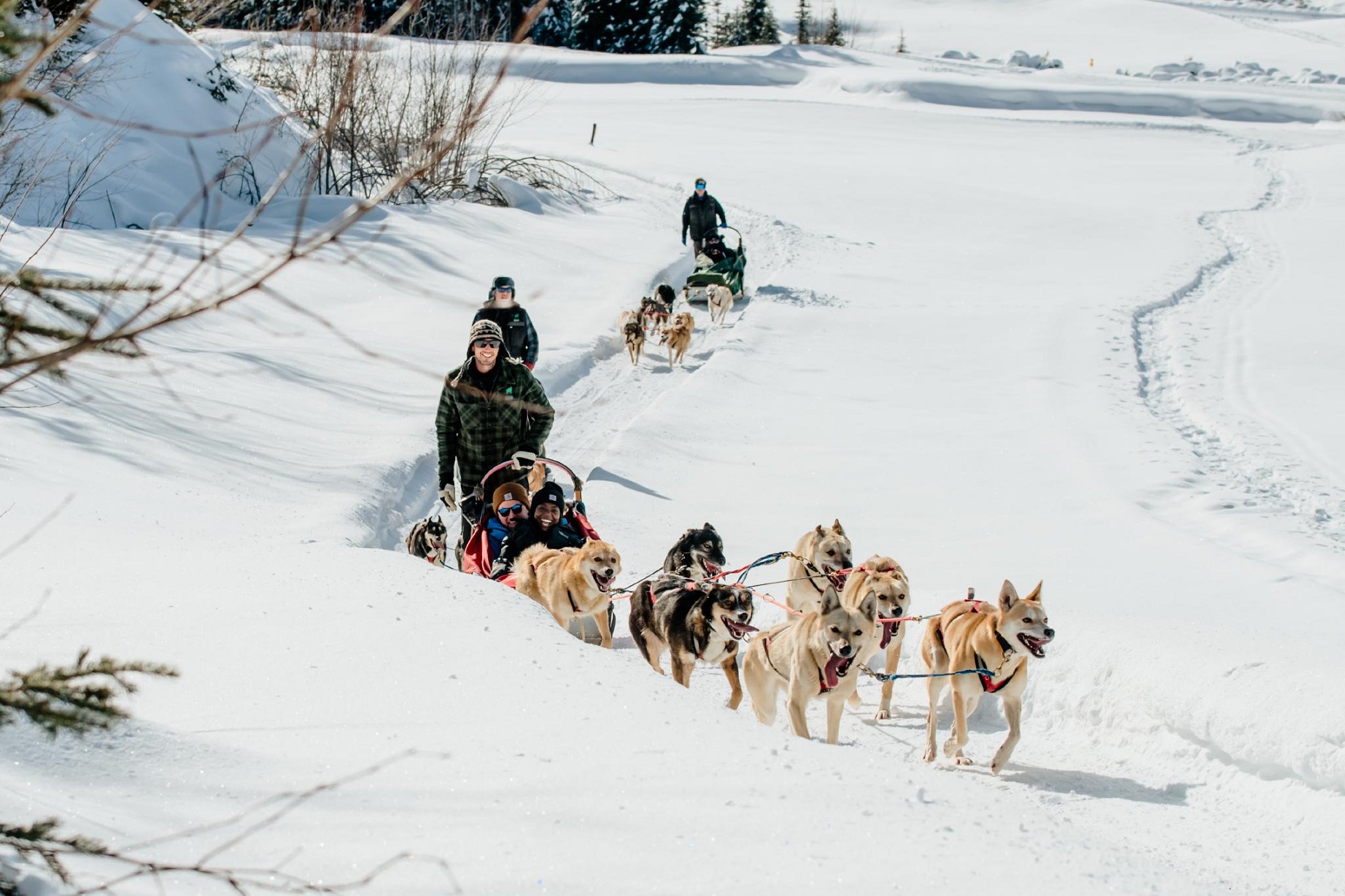 Sun Peaks - Hundeschlitten