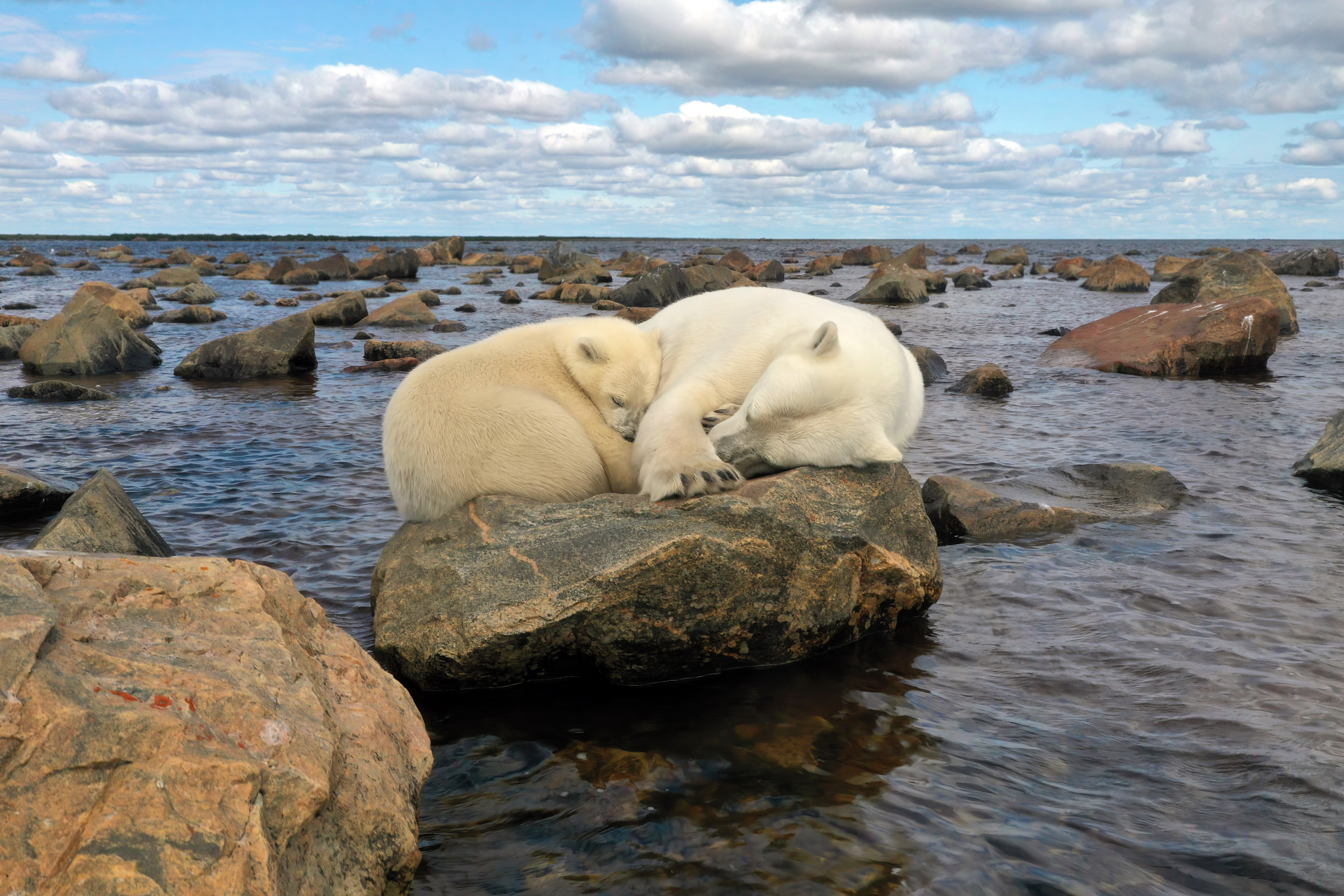 Manitoba - Eisbären 3