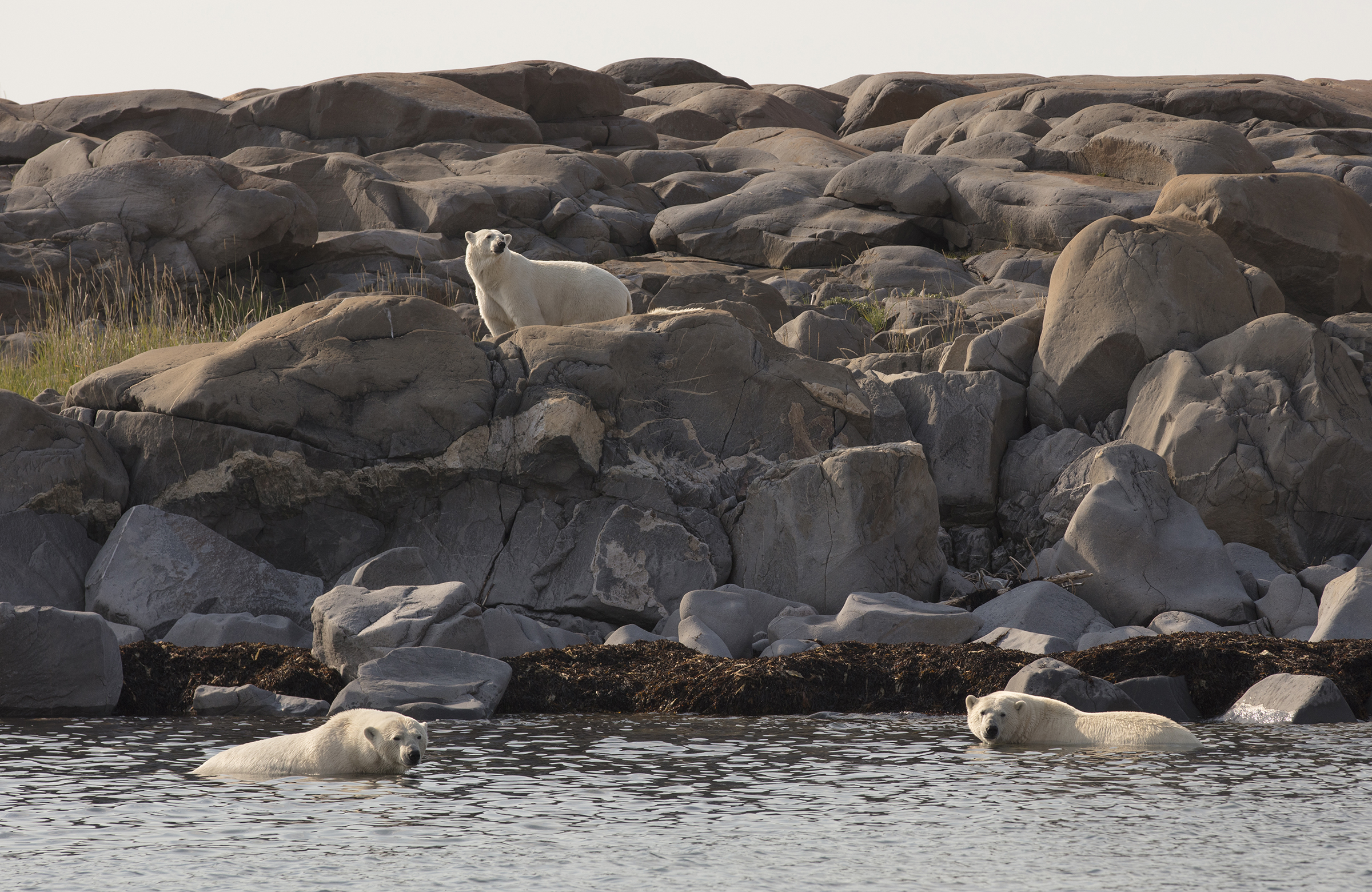 Manitoba - Eisbären 4