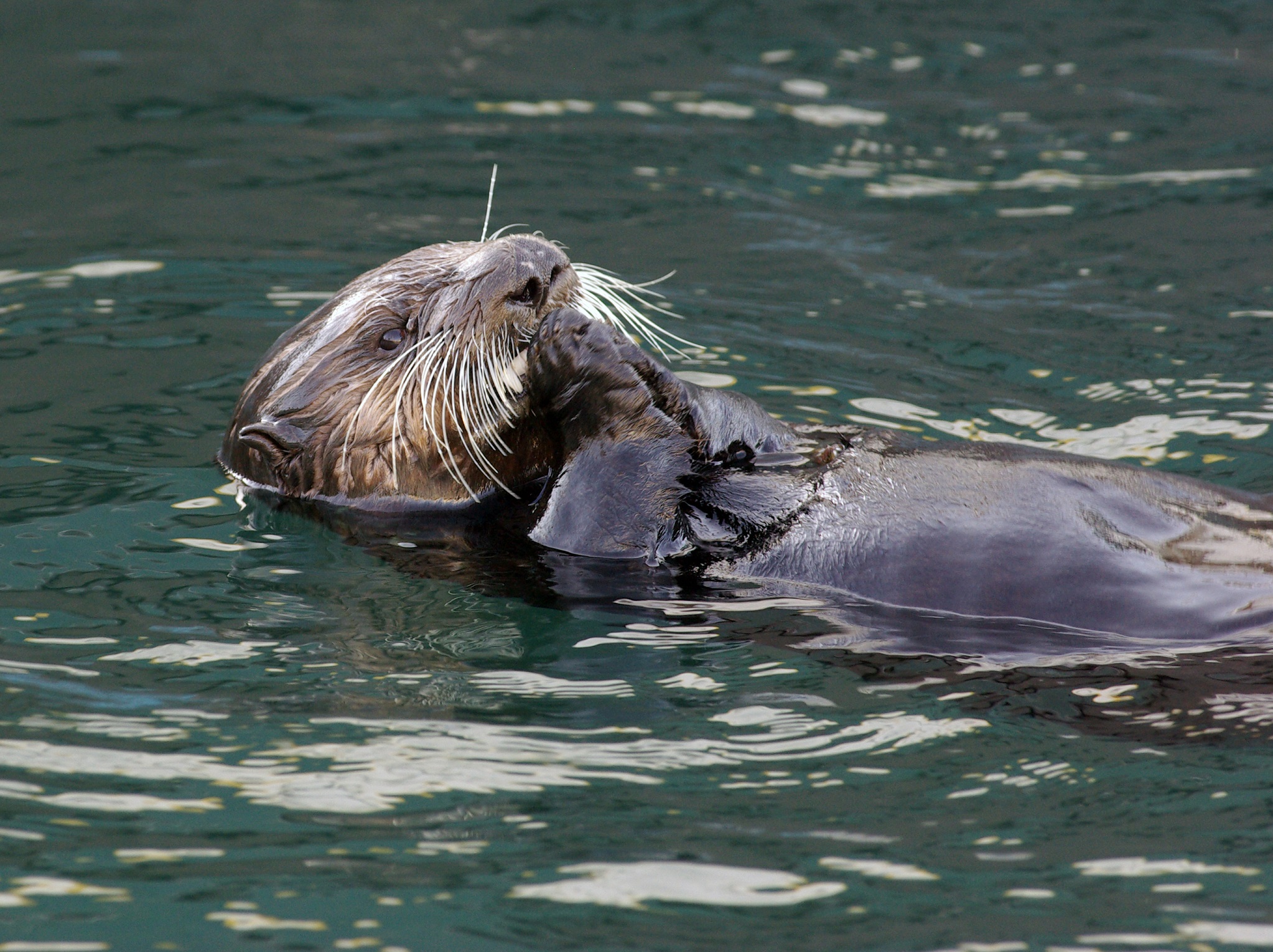 Alaska - Allgemein Otter