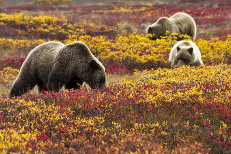 Alaska - Allgemein Bären Herbst