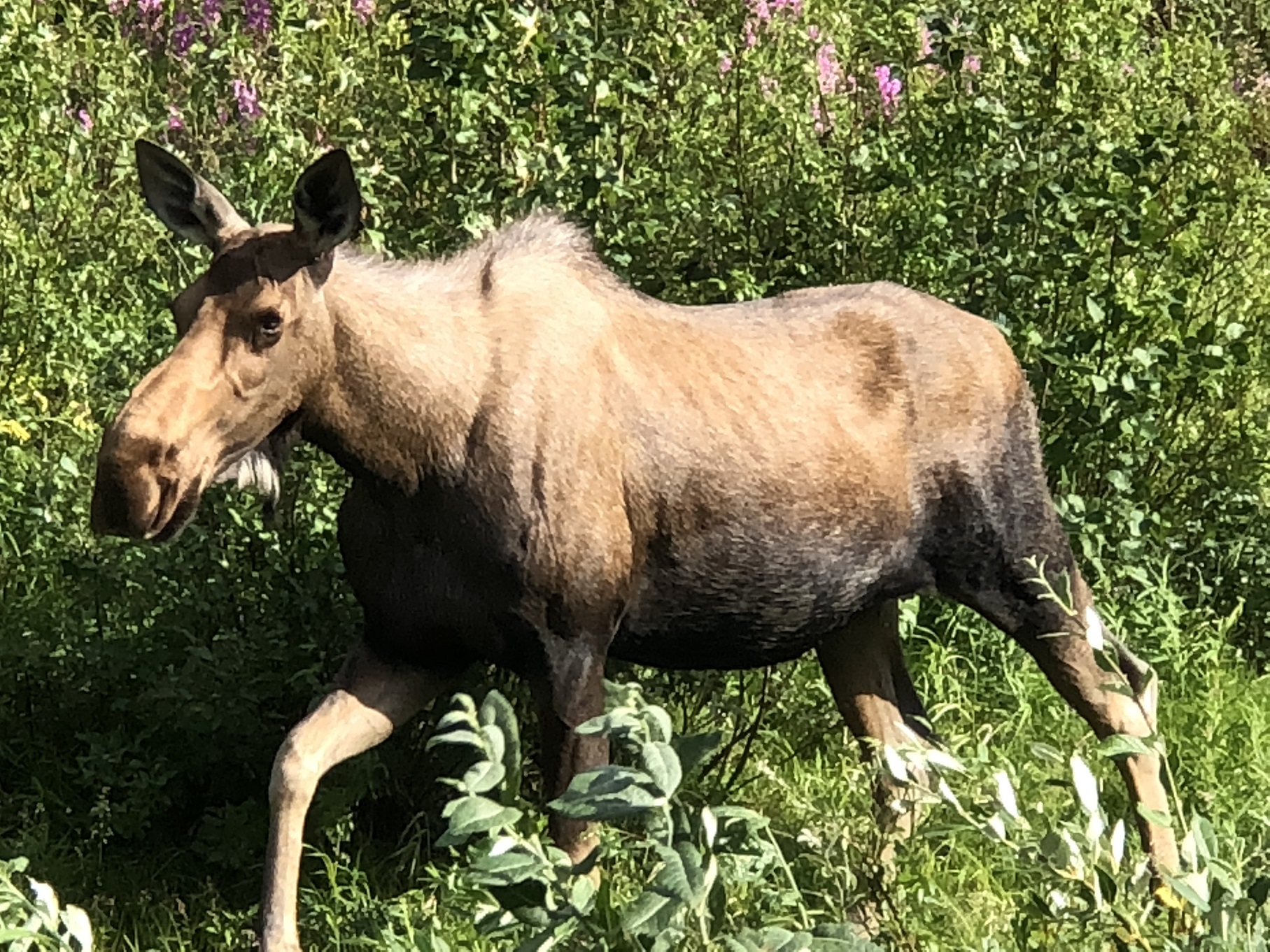 Alaska - Allgemein Elche