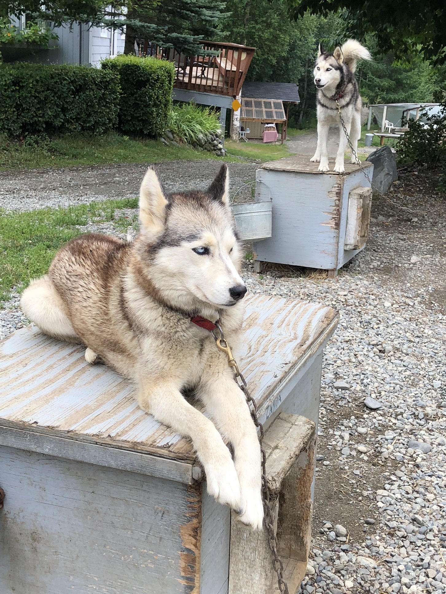 Alaska - Husky