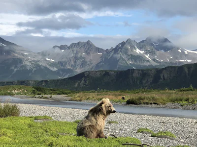 Alaska - Allgemein Bär Katmai Topbär