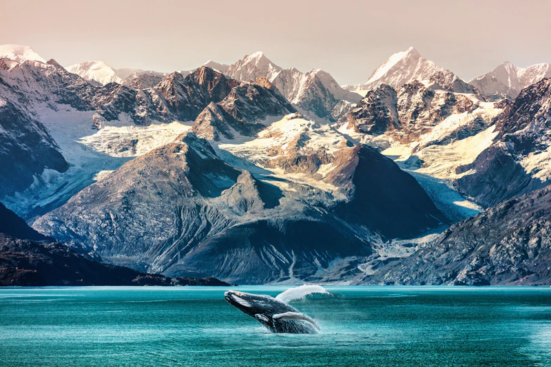 Alaska - Allgemein Wale