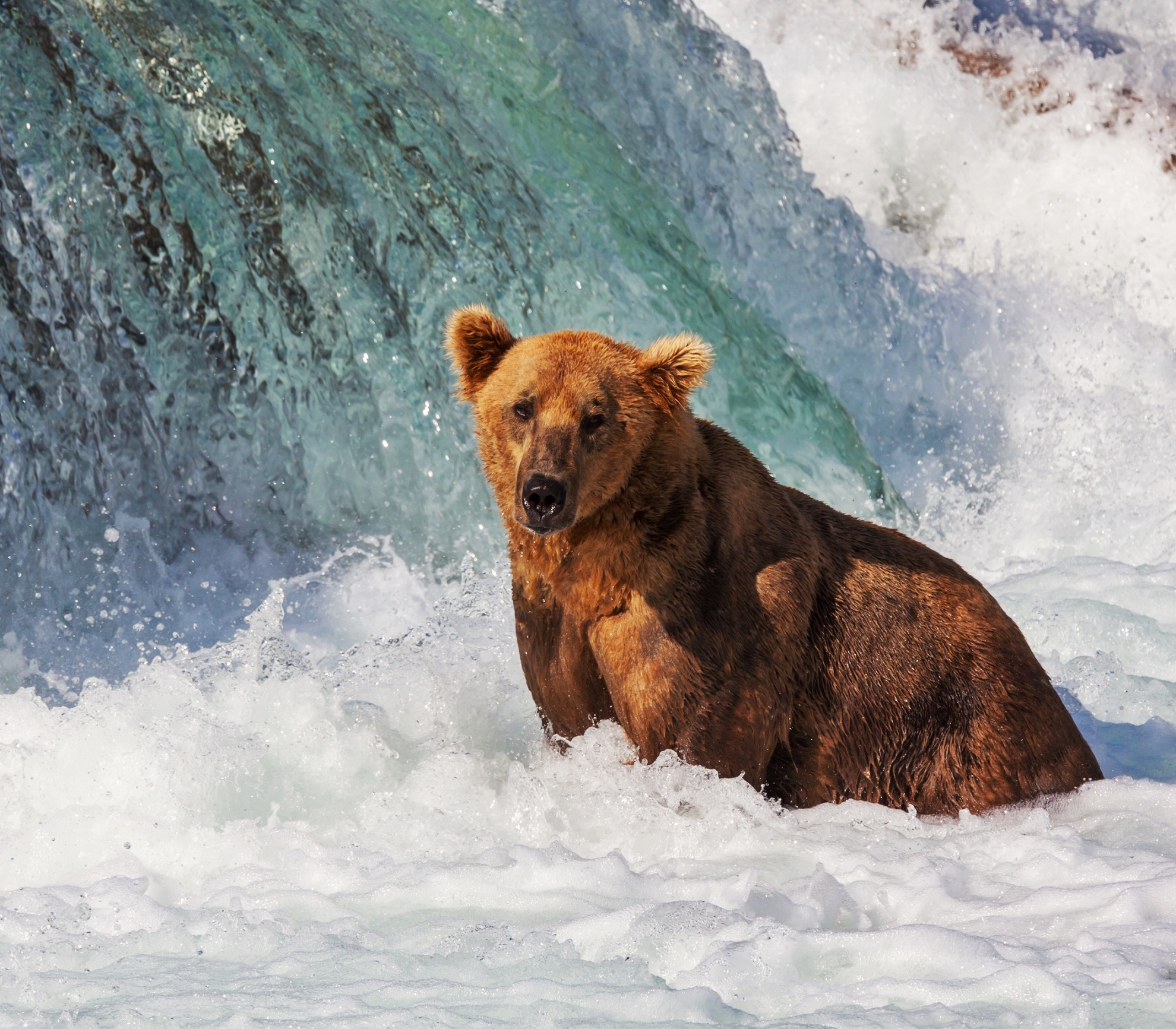 Alaska - Allgemein Bär Wasserfall