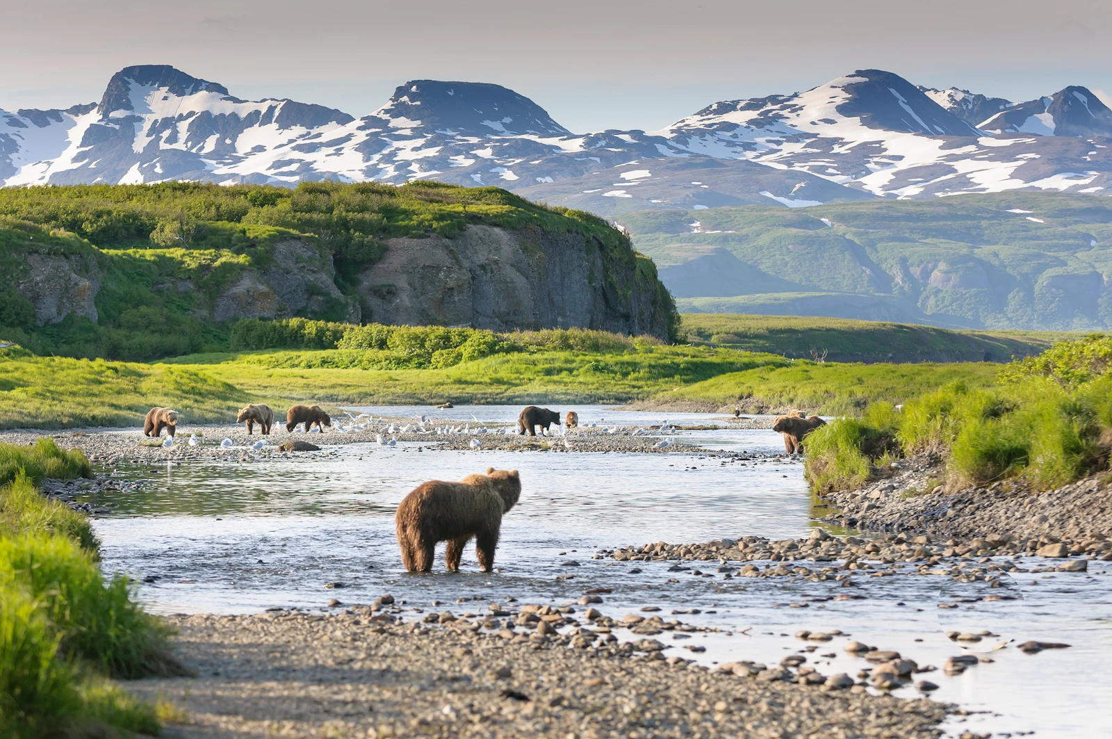 Alaska - Allgemein Bären + Wasser