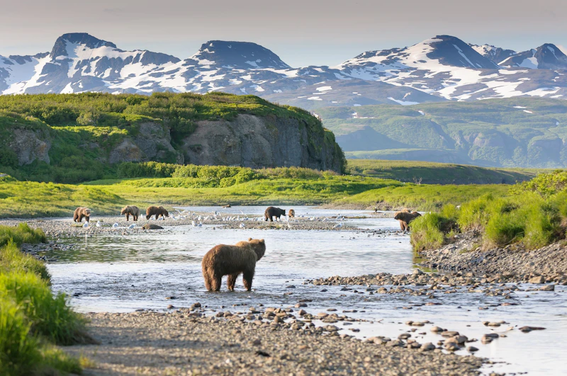 Alaska - Allgemein Bären + Wasser