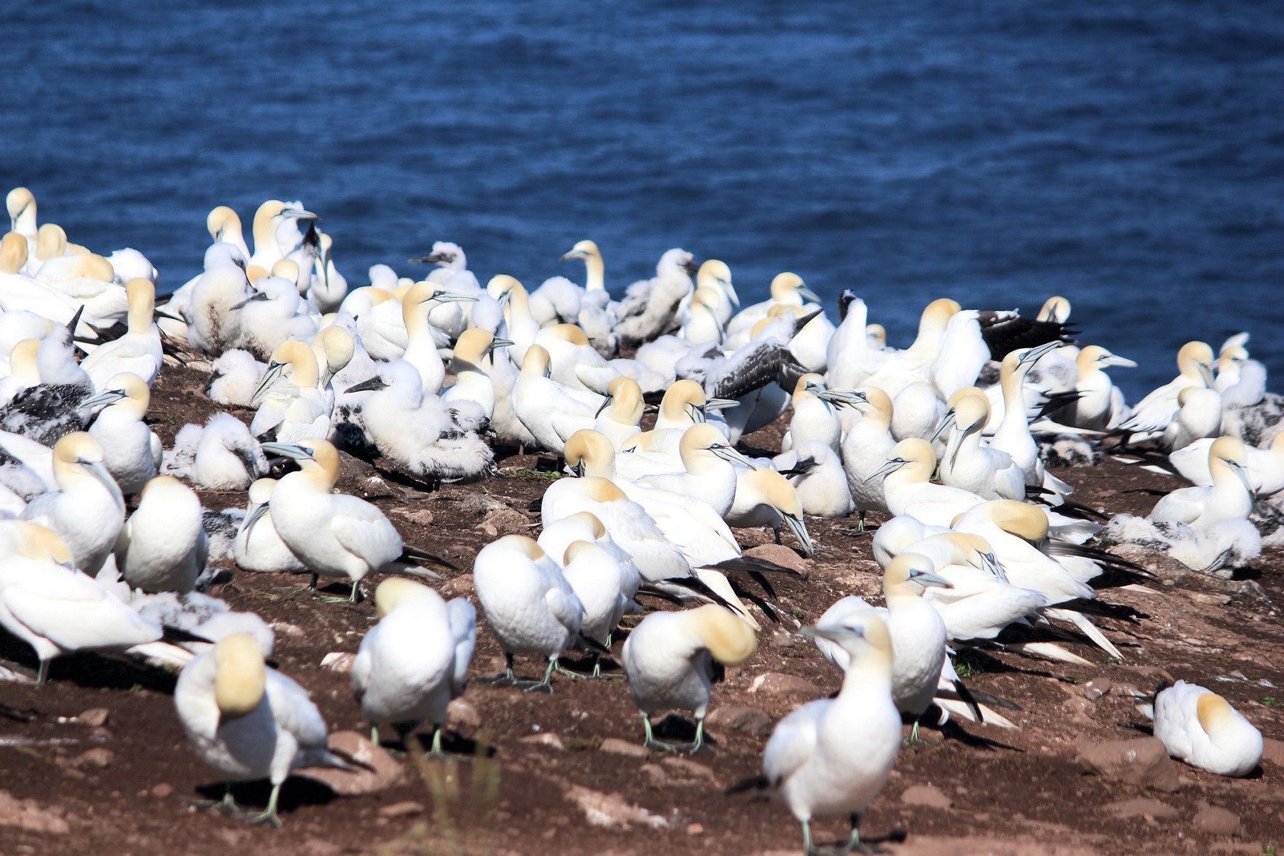 Quebec - Bonaventure Basstölpel