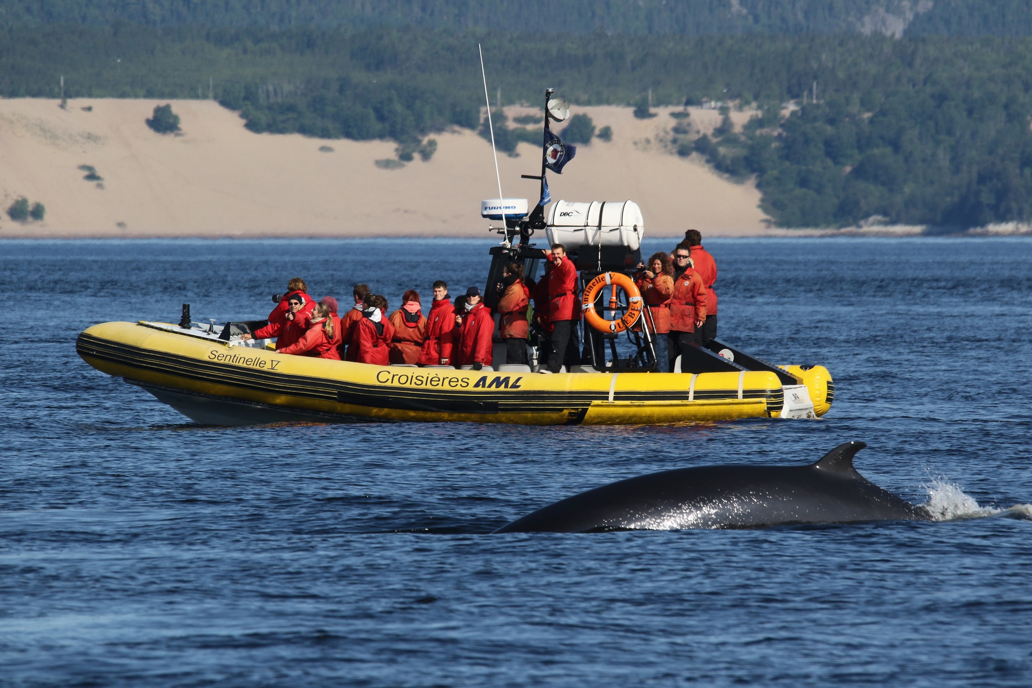 Quebec - Tadoussac Wale