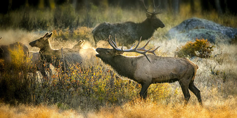 Colorado - Rocky Mountain N.P. Hirsche