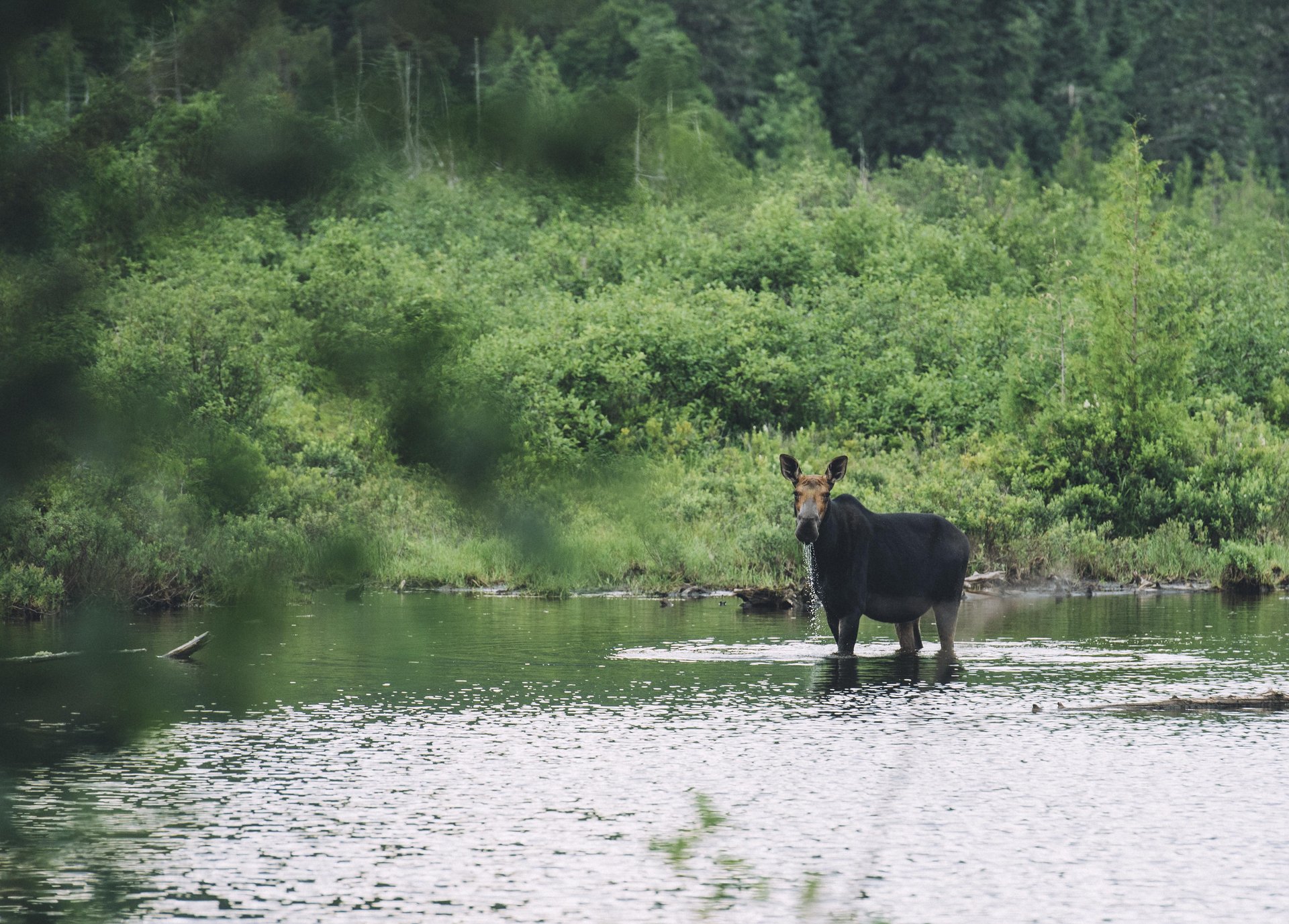 Maritime - New Brunswick Allgemein Elch