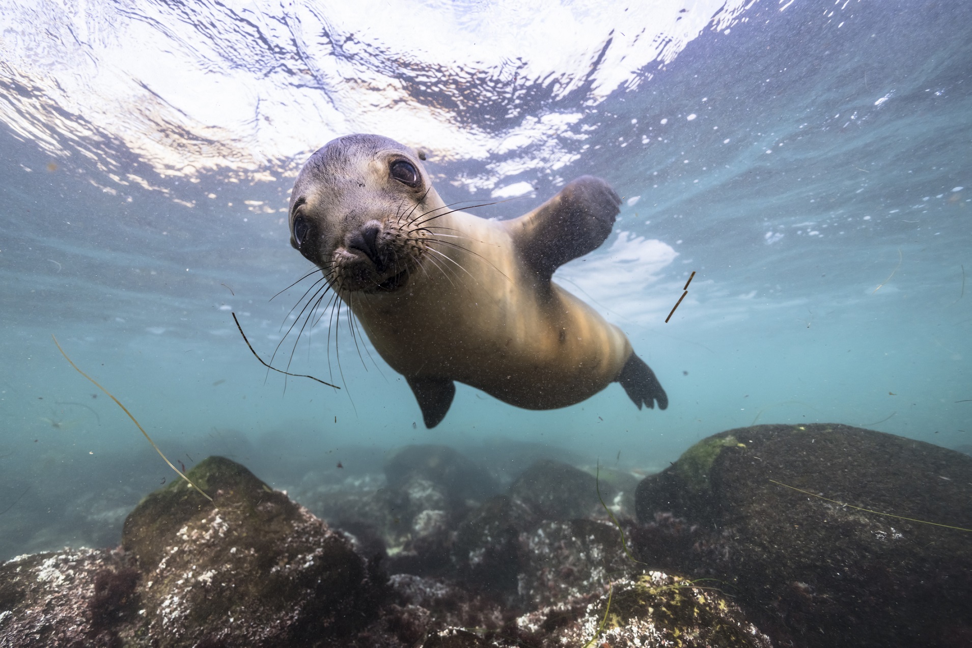 Kalifornien - San Diego Robben