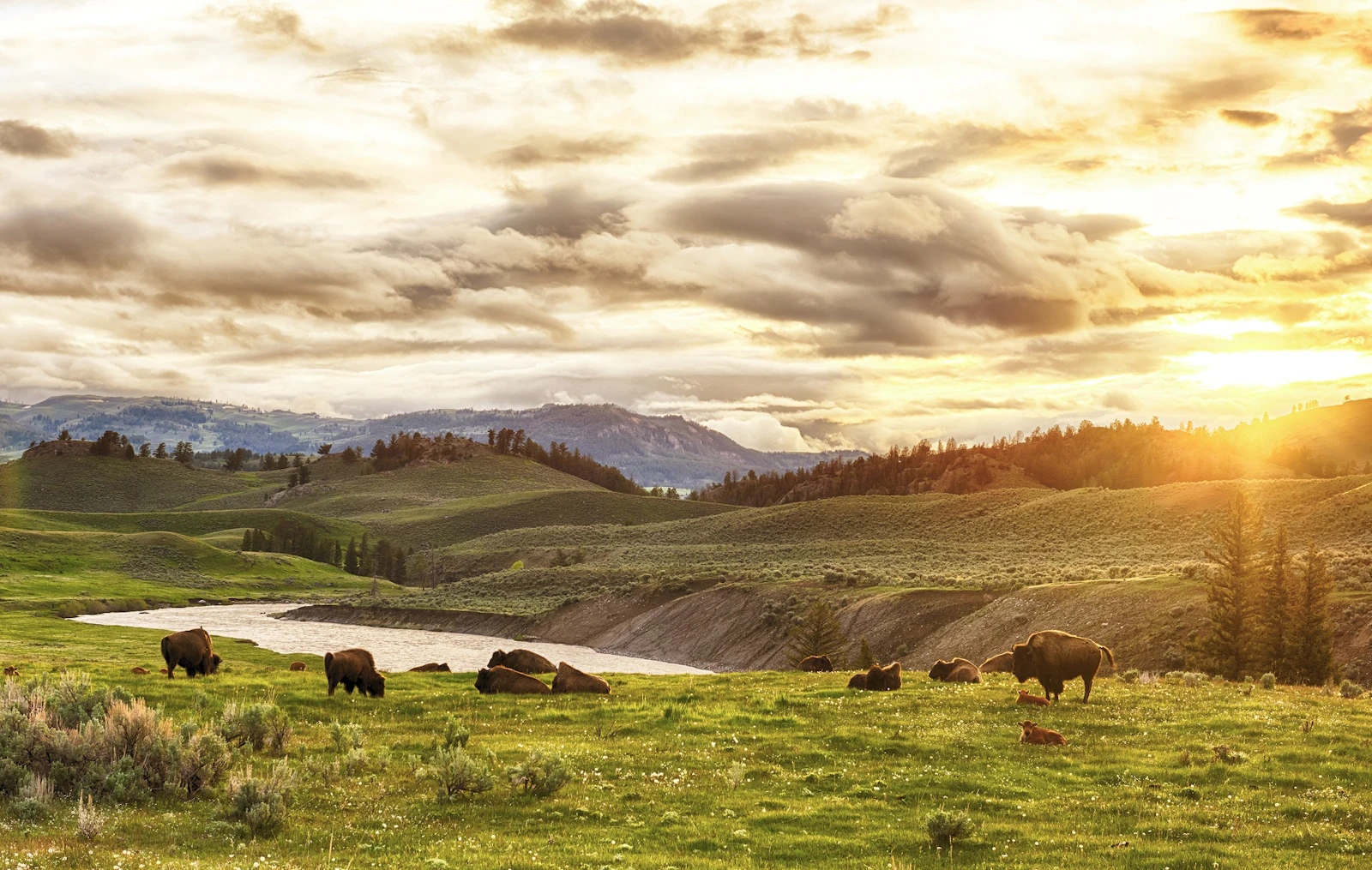 Wyoming - Prärie Büffel