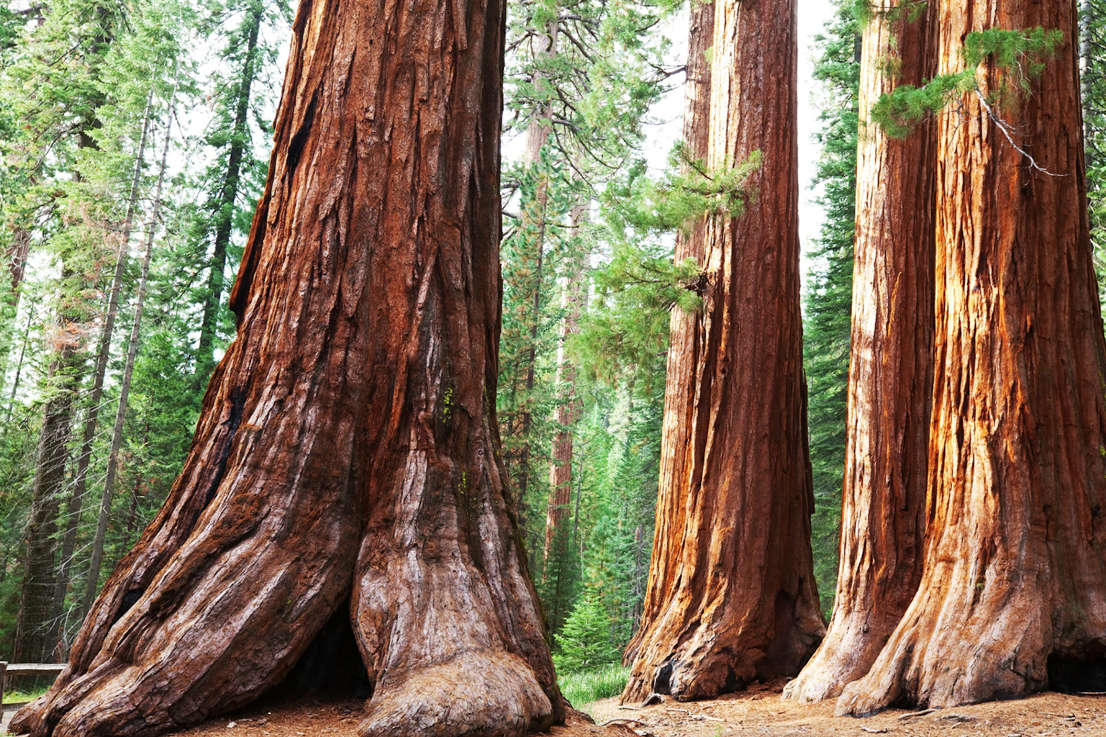 Kalifornien - Sequoia N.P.
