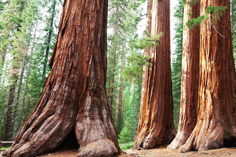 Kalifornien - Sequoia N.P.