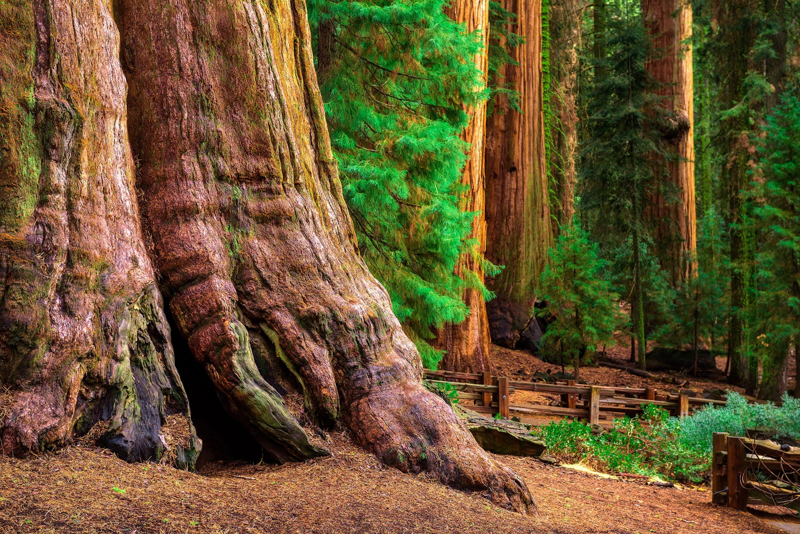 Kalifornien - Sequoia N.P.
