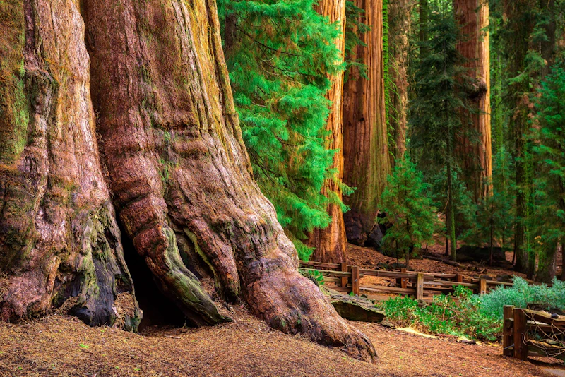Kalifornien - Sequoia N.P.