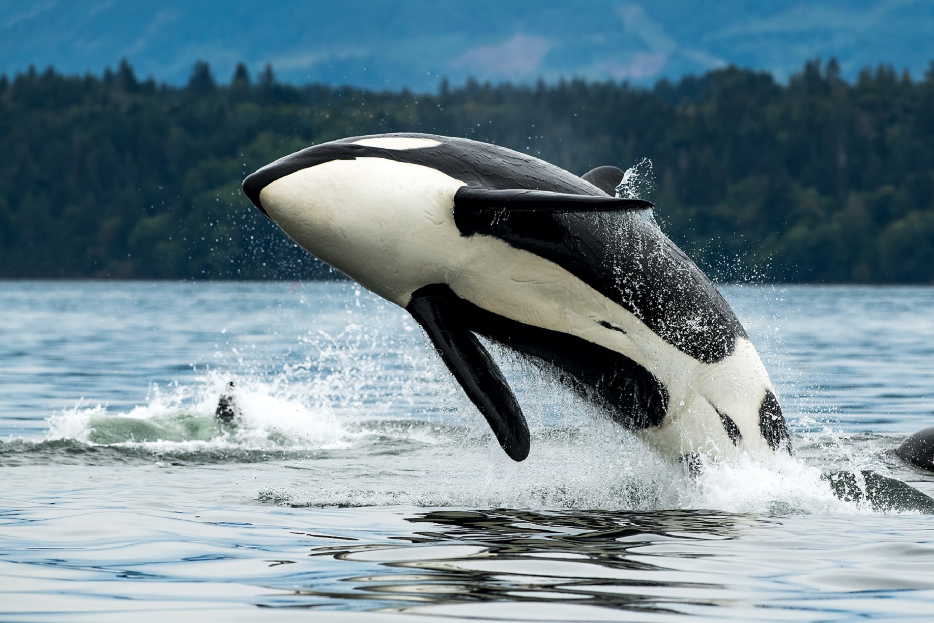 British Columbia - Orca