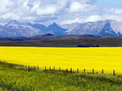 Alberta - Fahrt Calgary - Waterton