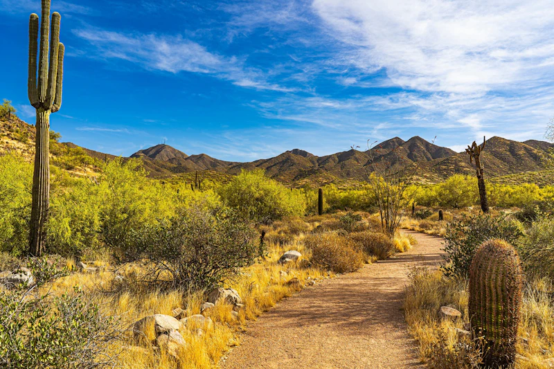 Arizona - Wüste