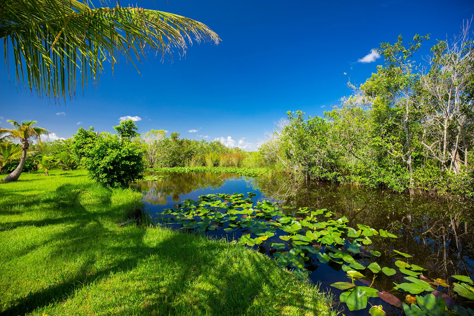 Florida - Fahrt Everglades
