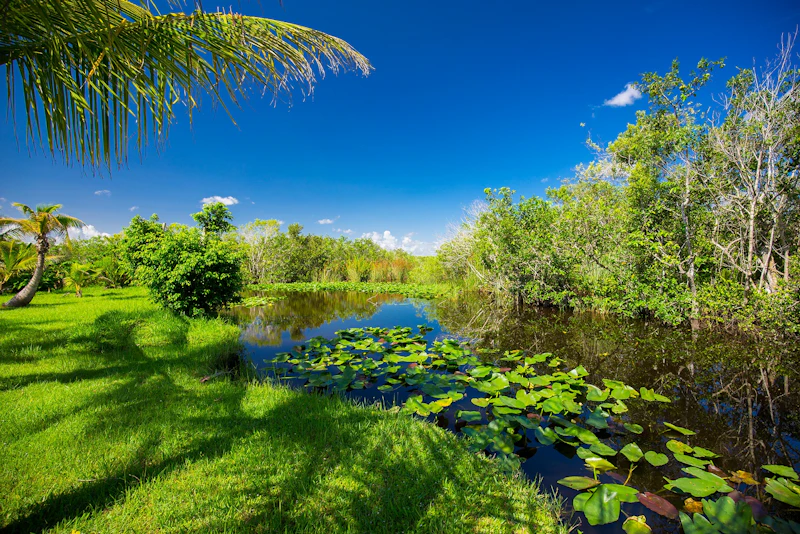 Florida - Fahrt Everglades