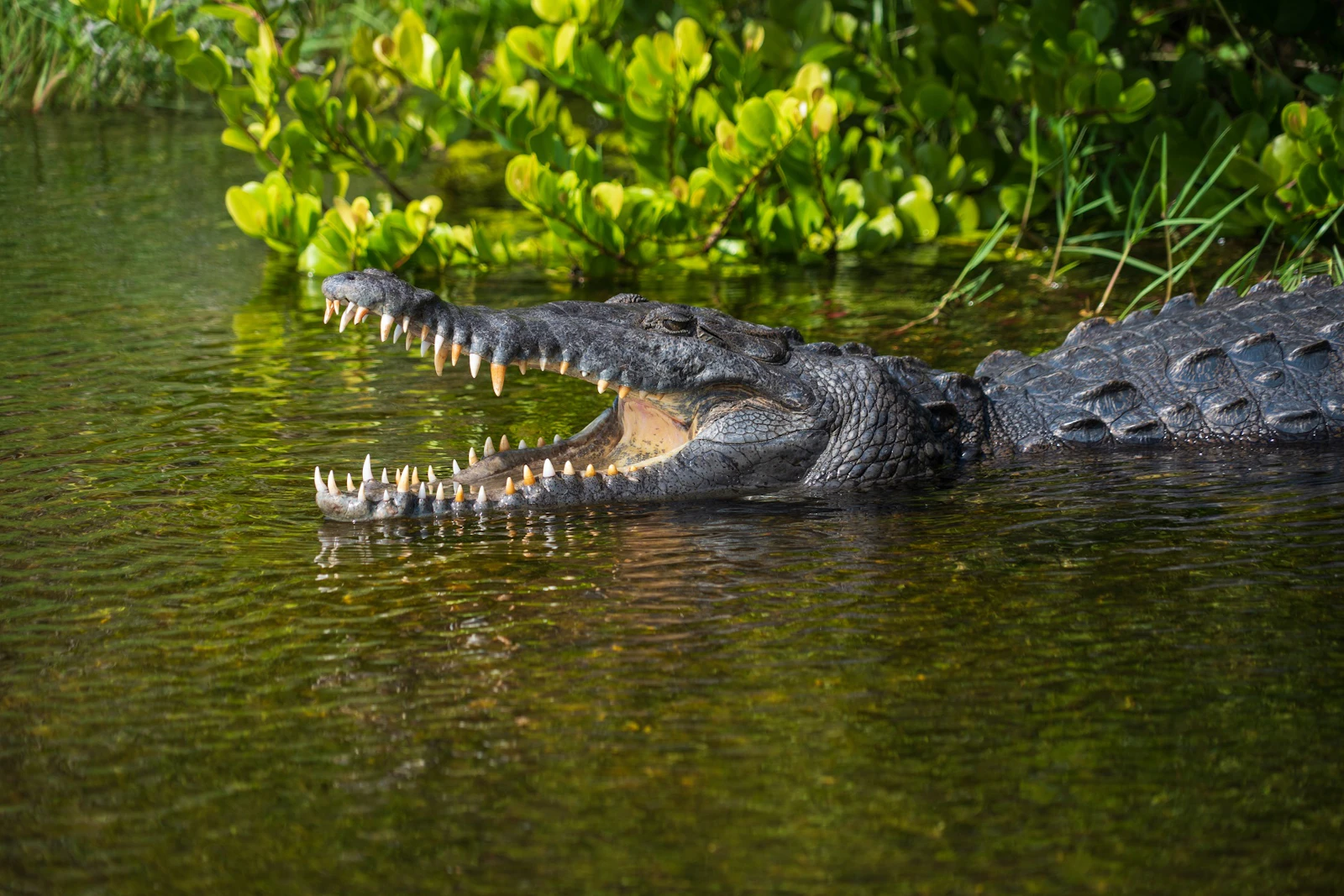 Florida - Fahrt Everglades