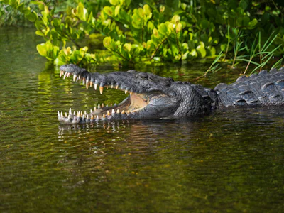 Florida - Fahrt Everglades