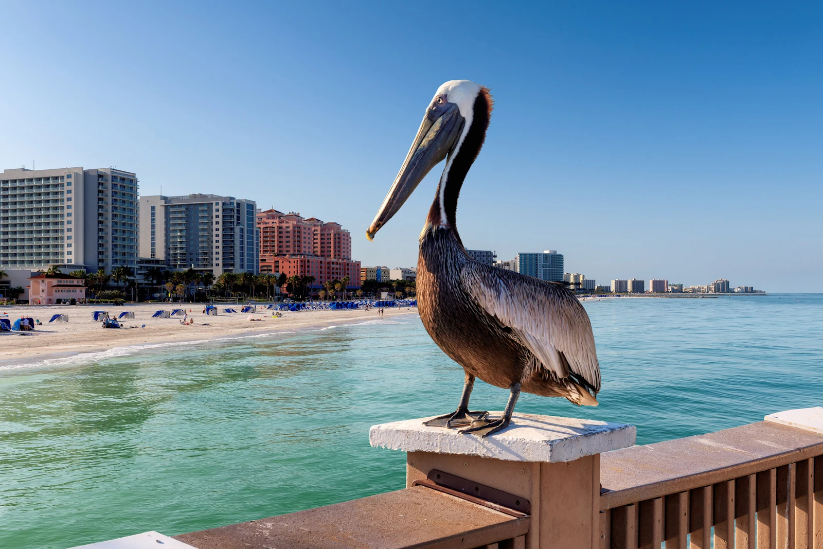 Florida - St. Pete Pelikan